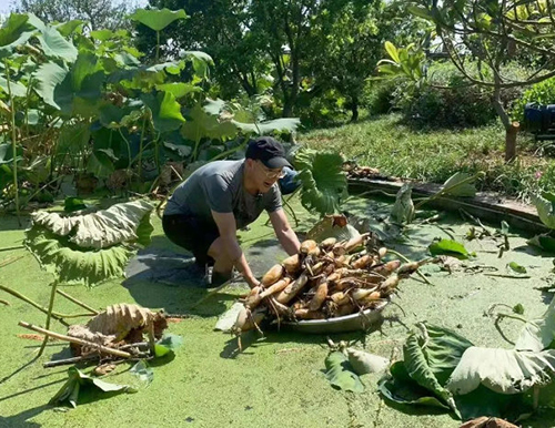 双童：“空中藕塘”大丰收，@楼仲平 给大家做了顿全藕盛宴，祝愿见者好运莲莲~